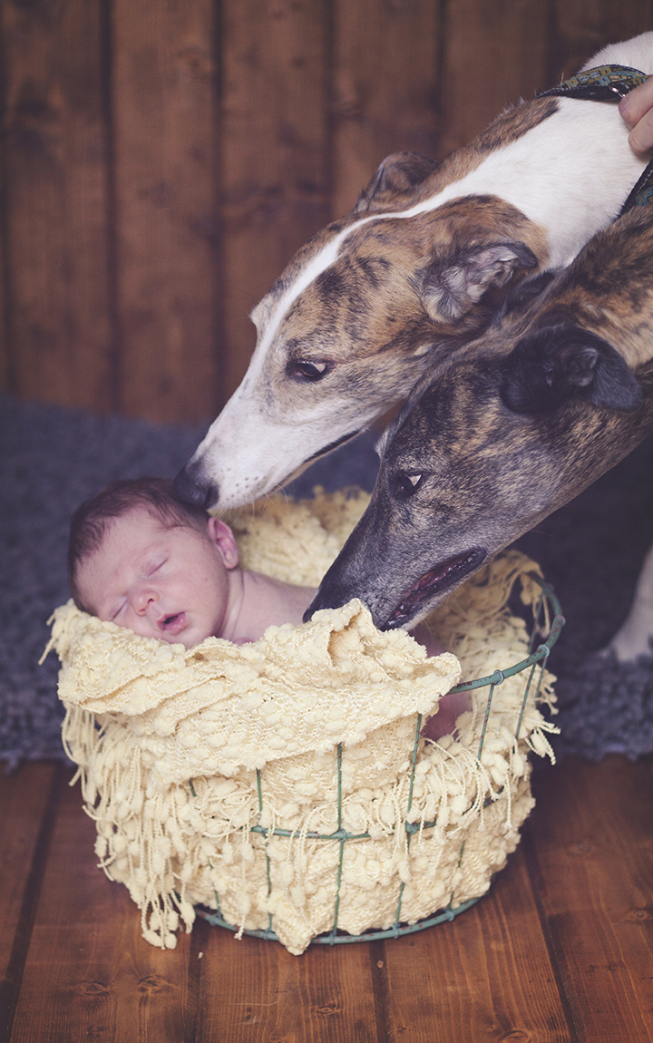 dog brothers newborn photography
